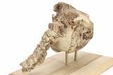 Fossil Oreodont (Merycoidodon) Skull w/ Vertebrae - South Dakota #227375-11